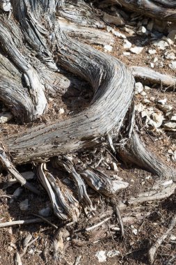 Bir ardıç ağacının sert ve bükülmüş gövdesi