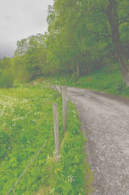 Bulutlu bir günde bir ormanın yanındaki patikada. Kuzey Avrupa