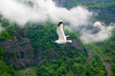 Norveç, Sognefjord 'da martılar