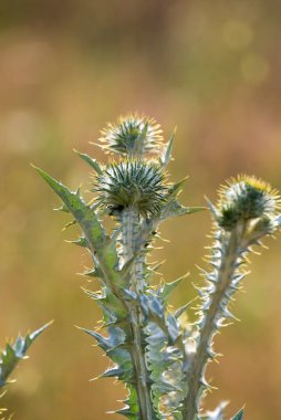 Devedikeni seçmeye odaklan. Boşluğu kopyala