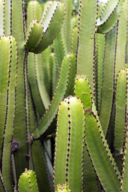 Euphorbia canariensis - Kanarya Adası tipik kaktüs