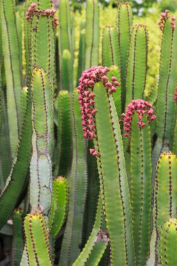 Euphorbia canariensis - Kanarya Adası tipik kaktüs