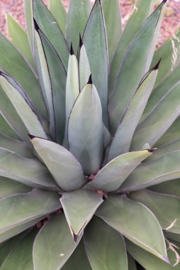 Keskin yapraklı sulu bir bitki.