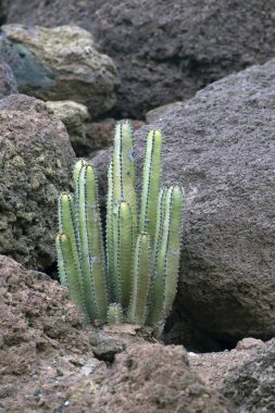 Euphorbia canariensis - Kanarya Adası tipik kaktüs