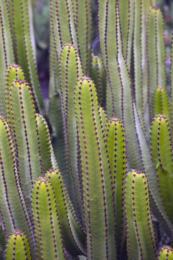 Euphorbia canariensis - Kanarya Adası tipik kaktüs