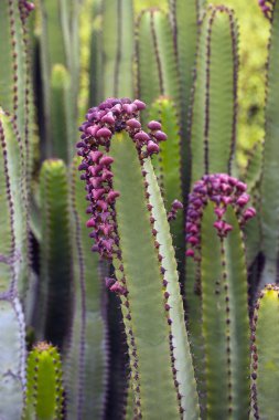 Euphorbia canariensis - Kanarya Adası tipik kaktüs