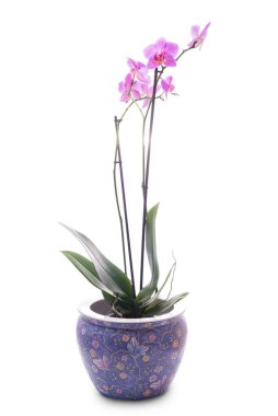 beyaz arkaplanda izole edilmiş orkide ile kaplanmış tencere.