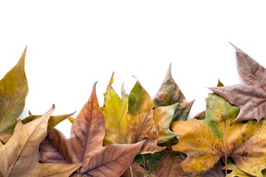 Beyaz arkaplanda kuru yapraklar, kopyalamak için boşluk