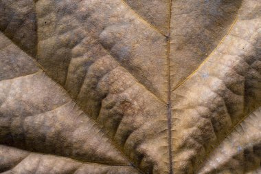 Kuru sonbahar yaprağı kapat. Soyut arkaplan