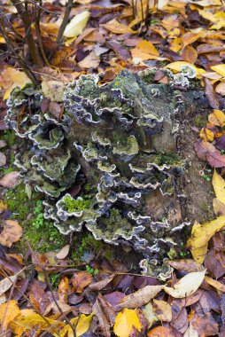 Ağaç kolonisi, yenmez mantarlar.