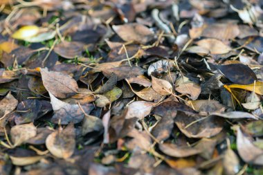 Aralık ayında düşen yapraklar