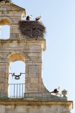 Leylekler bir kilisenin çan kulesinde yuva yapmış.