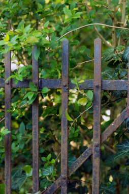 Bahçenin girişinde metal ızgara ve sarmaşık