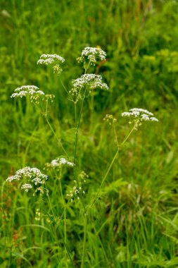 Angelica sylvestris. Kapat.