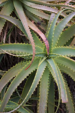 Bahçedeki aloe bitkileri