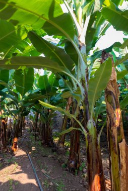 Ham muz büyüyen yeşil grup ile muz ağacı