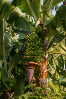 Ham muz büyüyen yeşil grup ile muz ağacı