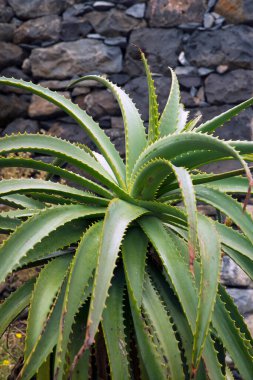 Bahçedeki taş duvarın yanındaki aloe bitkisi.