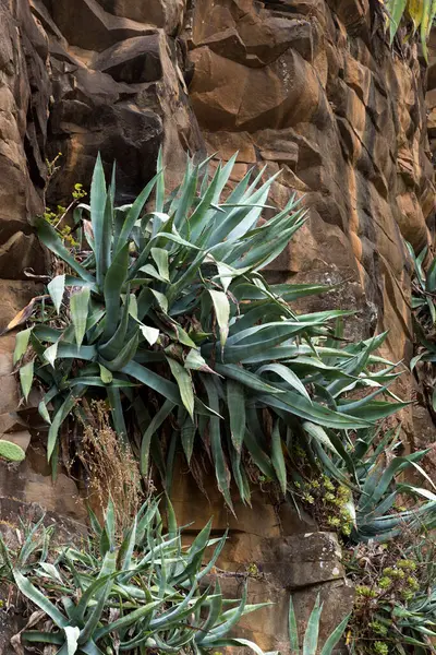 volkanik kayalardan oluşan dikey bir duvarda büyüyen aloe bitkileri.