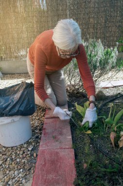 Bahçıvanlıkla uğraşan, diz çöken ve özenle bitkilerle ilgilenen son sınıf bir kadın..