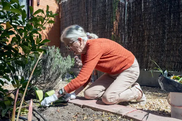 Yaşlı bir kadın bahçeyle ilgileniyor, bahçesinde bitkiler yetiştiriyor ve güneşin tadını çıkarıyor..