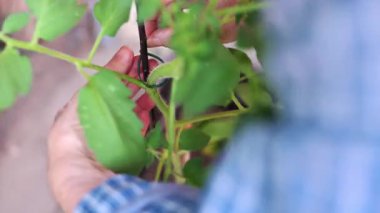 Domates bitkisini dikkatlice budamak, bahçe bakımı, hassasiyet ve bahçıvanlık yöntemlerini yansıtmak. Bu resim sürdürülebilirlik ve bitkisel bakım kavramlarını iletir.