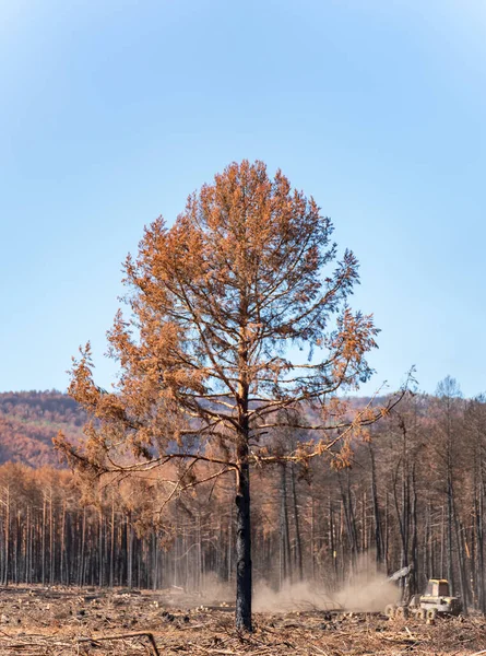 Spalony Pojedynczy Pień Drzewa Zamazanym Spalonym Lasem Tle Kombajn Leśny — Zdjęcie stockowe