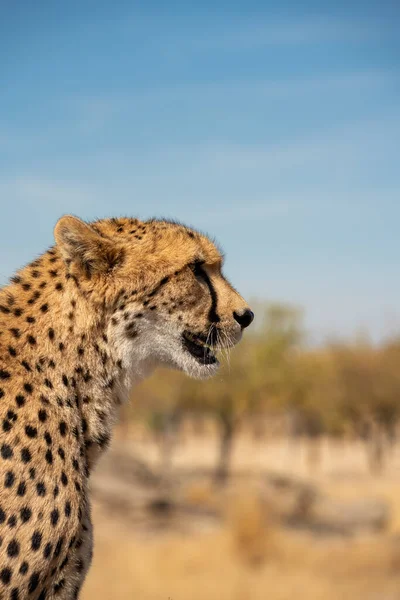 Isolerad Gepard Tittar Till Höger Över Suddig Bakgrund Med Blå — Stockfoto