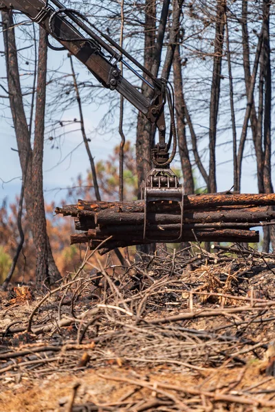 Burnt Forest Machine Loading Trunks Long Shot — Stock Photo, Image