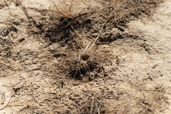 Trantula Spin Donker Nest Gat Woestijn — Stockfoto