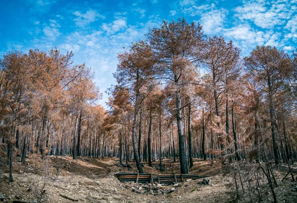 Spálené Borovicové Lesy Dřevěnými Přehradami Pro Rychlé Dešťové Povodně — Stock fotografie