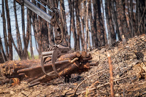 Forêt Brûlée Avec Troncs Chargement Bras Machine Plan Long — Photo