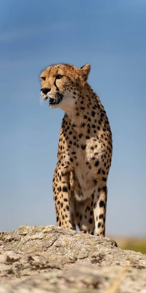 Cheetah Över Klippan Letar Efter Byten Mot Blå Himmel — Stockfoto