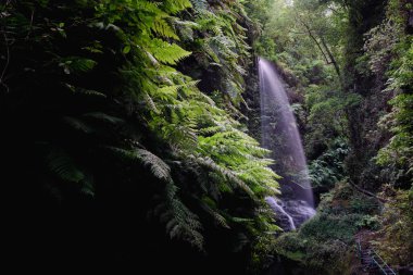 Tilos şelalesi ve büyük eğrelti otları La Palma Adası 'ndaki dar kanyonun sonunda.