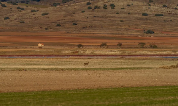 テキスト空間を持つ平野上で実行されている単一の孤立卵鹿 — ストック写真