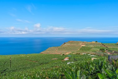 Okyanus kenarında uzun süre muz tarlası kurmuşlar.