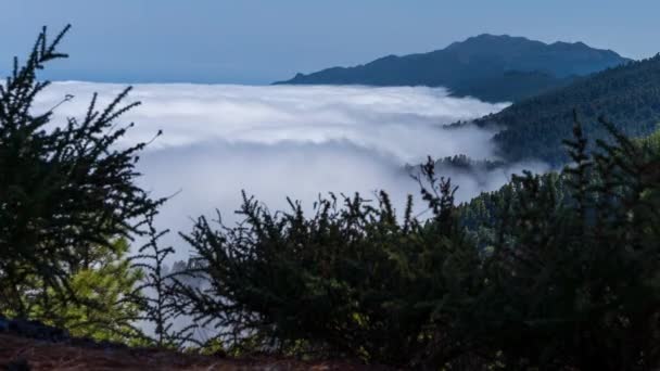 Çam Ağacı Ormanı Dağ Üzerindeki Bulutlar Denizi Görülebilir — Stok video
