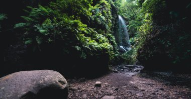 Tilos şelalesi, kaya ve büyük eğreltiotu La Palma Adası 'ndaki dar kanyonun sonunda.