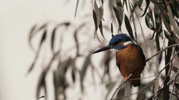 Kingfisher Πάνω Από Δέντρο Ενοχλημένος Μια Μέλισσα Βρόχο Έτοιμος — Αρχείο Βίντεο