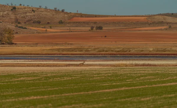 Roe Herten Springen Rennen Het Wetland — Stockfoto