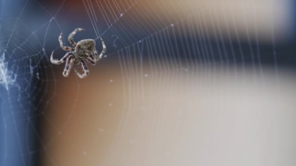 Spider Tissage Toile Araignée Dans Slow — Video