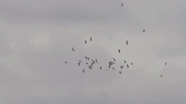 Stormo Uccelli Che Volano Sotto Nuvole Rallentatore — Video Stock