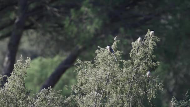 Іберійські Чарівні Птахи Над Деревом — стокове відео
