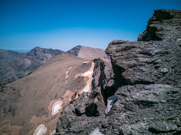 Άγρια Κατσίκα Πάνω Από Βουνό Mulhacen Τραχιά Βράχια — Φωτογραφία Αρχείου