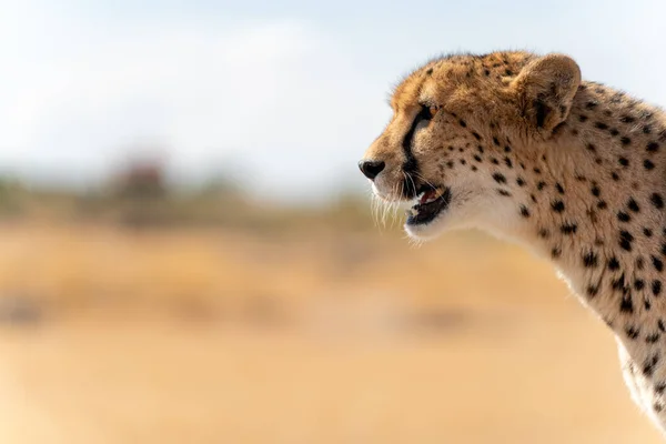 Isolerad Gepard Tittar Till Vänster Över Suddig Bakgrund Med Och — Stockfoto