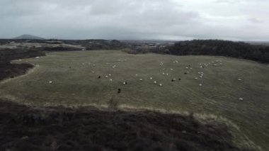 Kar taneleri koyunların üzerine düşmeye başlıyor.