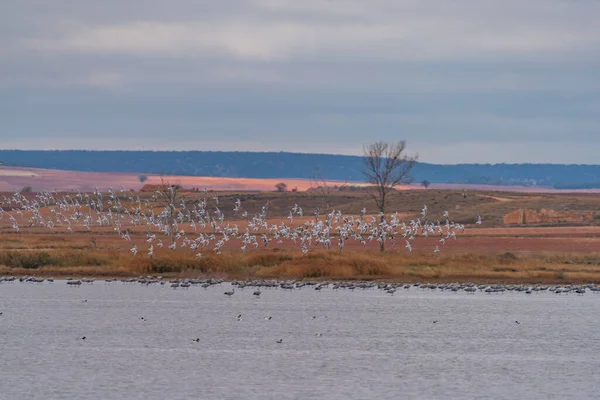 湖の上を飛ぶ鳥の大規模なグループは 速い動き — ストック写真