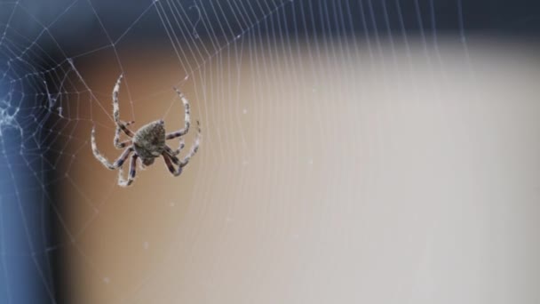 Pavouk Opatrně Tká Pavučinu Pomalém Pohybu — Stock video