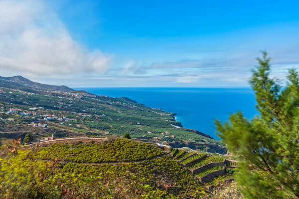 Palma Adasında Uzun Süre Muz Tarlaları Görülmüş — Stok fotoğraf