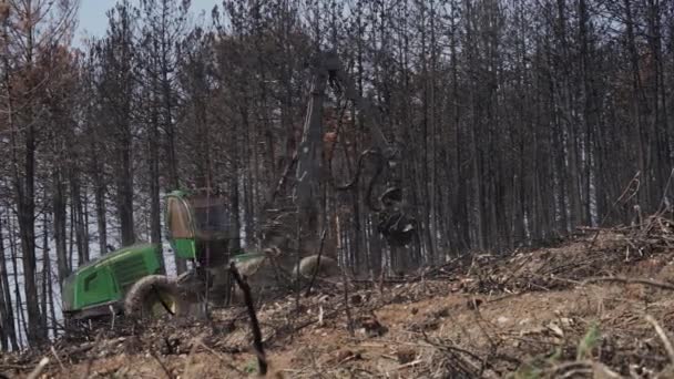 薪松林内を移動する伐採機械 — ストック動画